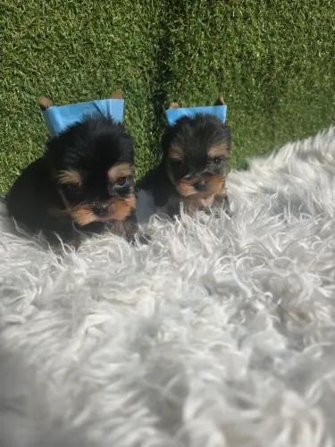Yorkshire Mini belíssimos filhotes carinha curtinha