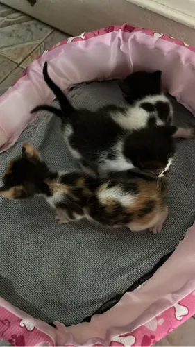 Gatinhos para adoção 