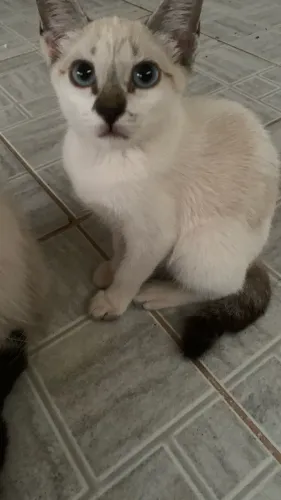 Gata para adoção 