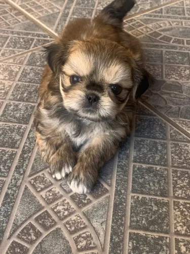 Filhote macho shi tzu