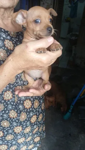 VENDO UM LINDO FILHOTE DE PINCHER
