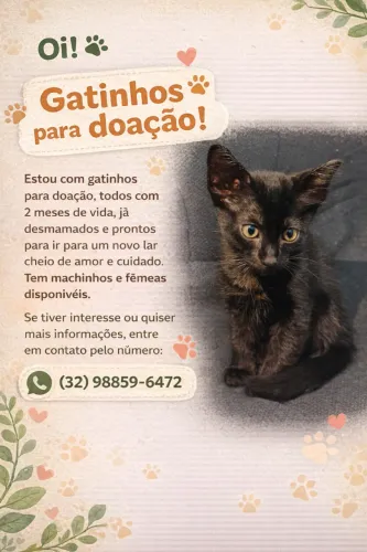 Doação de gato 