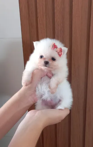 Cachorro Lulu da Pomerania comemore a Copa com um amigo inesquecível