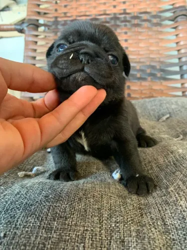 Pug fêmea 