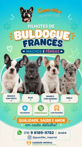 Buldogue Francês - Filhotes Fêmeas