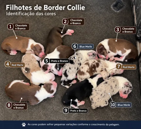 Boder Collie disponíveis