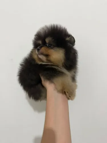 Filhotes de Lulu da Pomerânia (Pedigree CBKC)