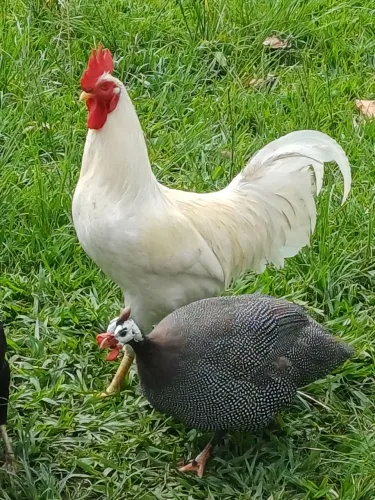 GALOS LEGORNE 