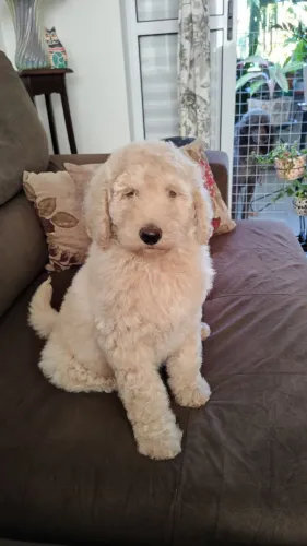 Poodle gigante