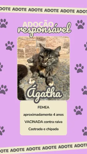 ADOÇÃO - Gata fêmea castrada