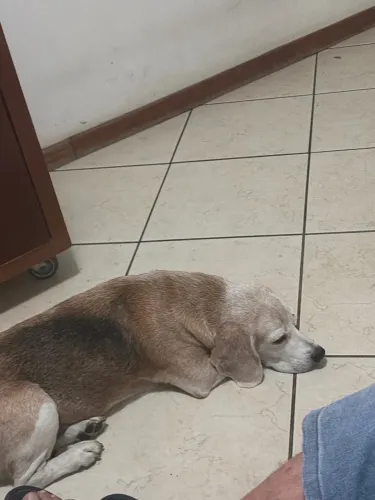 Dog 