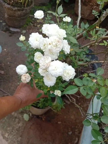 Roseira menina cor branca