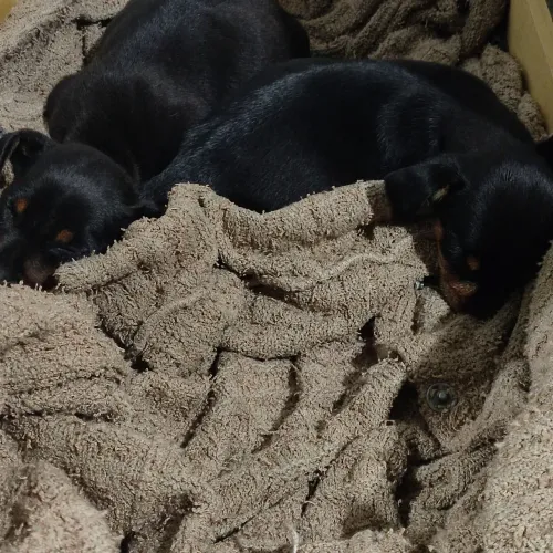 Vendo duas fêmeas de pinscher filhote 3 mês