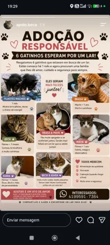 Doação gatos
