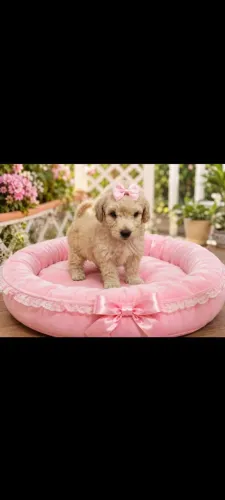 Disponível filhote de poodle toy.