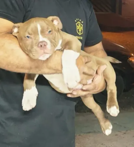 American bully macho 
