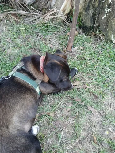 Cachorrinho filhote para adoção