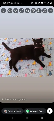 Gata negra linda 