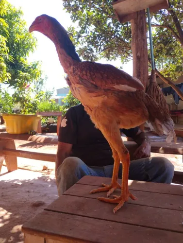 Vendo índio gigante 