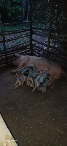 VENDO LEITÃO CAIPIRA