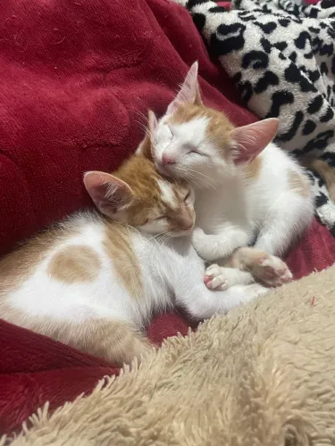 DOA-SE GATINHOS