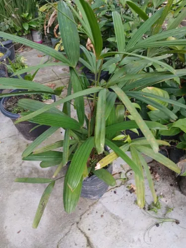 Palmeira Ráfia