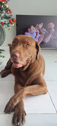 Labrador para cruza