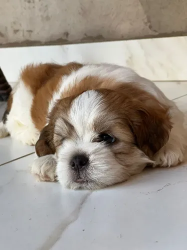 Shih tzu