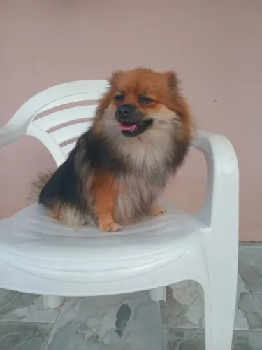 Cachorros 