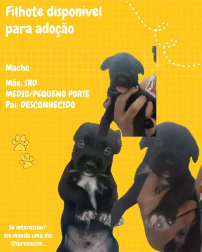 Filhotes cachorro para adoção 