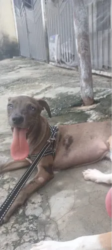 ADOÇÃO CACHORRA MISTURADO COM PITBULL