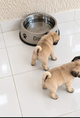Fofinhos Filhotes de Pug a pronta entrega