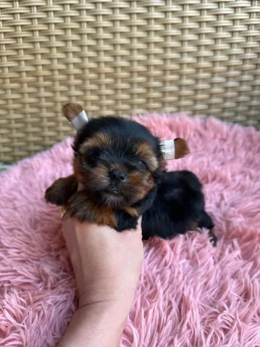 Yorkshire Terrier Macho - Lindo Filhote para Reserva.