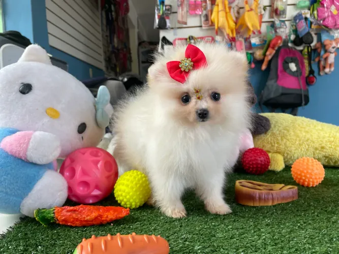 Spitz alemão fêmea mini $5.200,00