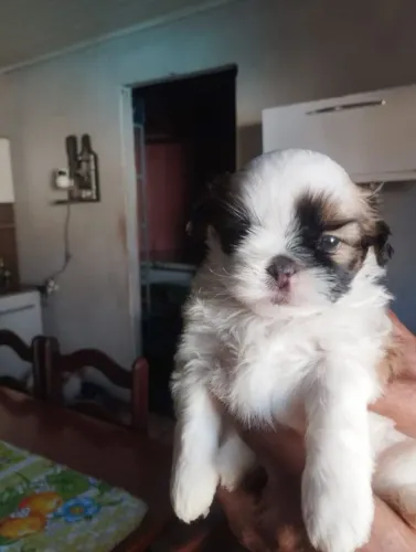 Vendo essa filhotinha. Cachorrinha fêmea ela está com 32 dias ja come ração