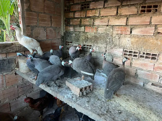Saquê, peru , pombo ,frangos e frangas 