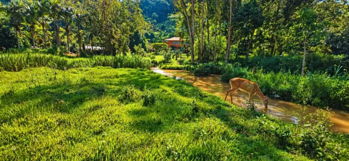 Sitio Energia, Agua, escriturado, domingos martins, 5.000m2-com vista, R$ 50 mil, parcelo