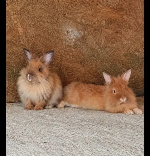 Lindos filhotes de coelhos leão 