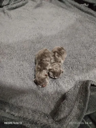 Gato Persa Macho disponível