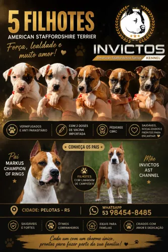 Filhotes American Staffordshire Terrier 