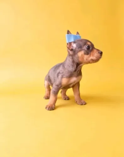 Pinscher 