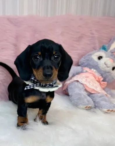 Cachorro filhote dachshund/teckel/basset/salsicha/cofap pelagem densa dócil
