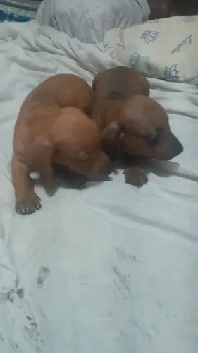 Vendo 2 cachorrinhos salsicha (Dachshund) - filhotes machos 