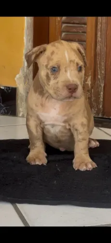 Filhotes Pit Monster