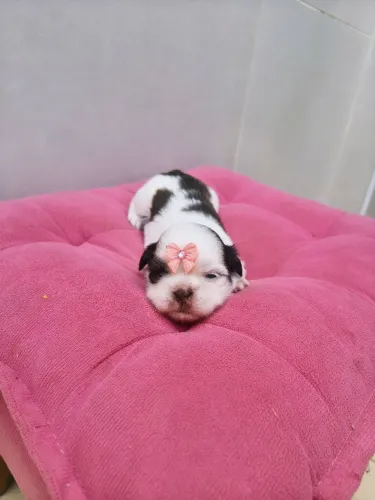 Shih Tzu fêmea exótica fígado(olhos claros e focinho marrom)