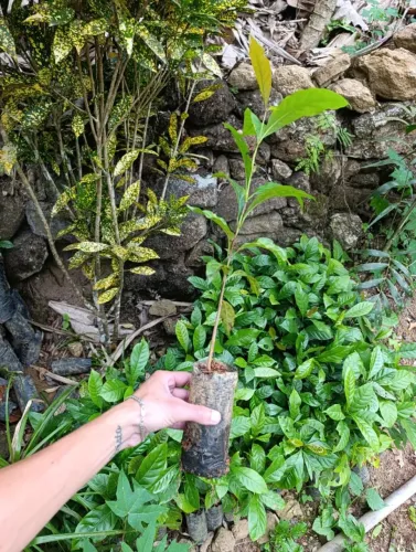 MUDAS DE CAFÉ CONILON 