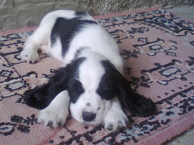 FILHOTE DE COCKER SPANIEL INGLÊS CANIL