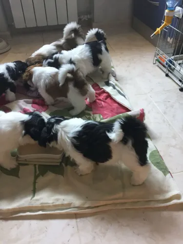 Vendo filhotes de shih tzu