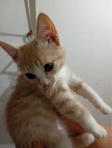 ADOÇÃO Gatinhas filhotes