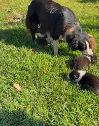 ? Filhotes de Border Collie Disponíveis para Reserva